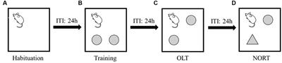 Gut microbiota is associated with spatial memory and seed-hoarding behavior of South China field mice (Apodemus draco)